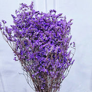 Preserved Limonium Preserved Caspia | DreamGarden SG
