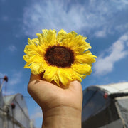 [Dream Garde]Preserved Sunflowers | DreamGarden SG