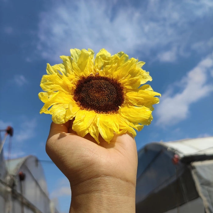 [Dream Garde]Preserved Sunflowers | DreamGarden SG