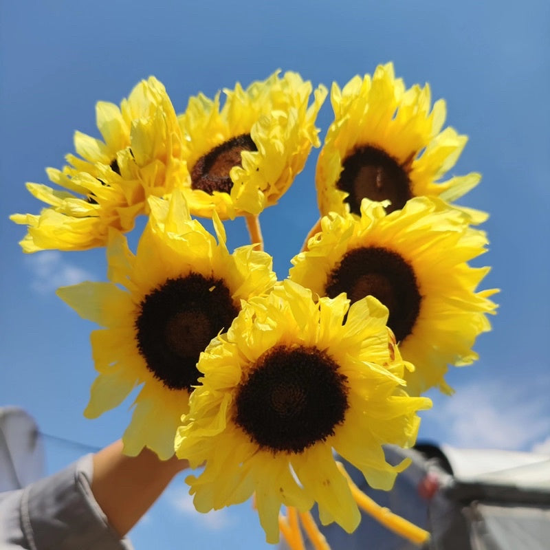 🇸🇬[SG Stock][Dream Garde]Preserved Sunflowers Preserved Flowers Dried Flowers Home Decoration/DIY/Wedding/Dome