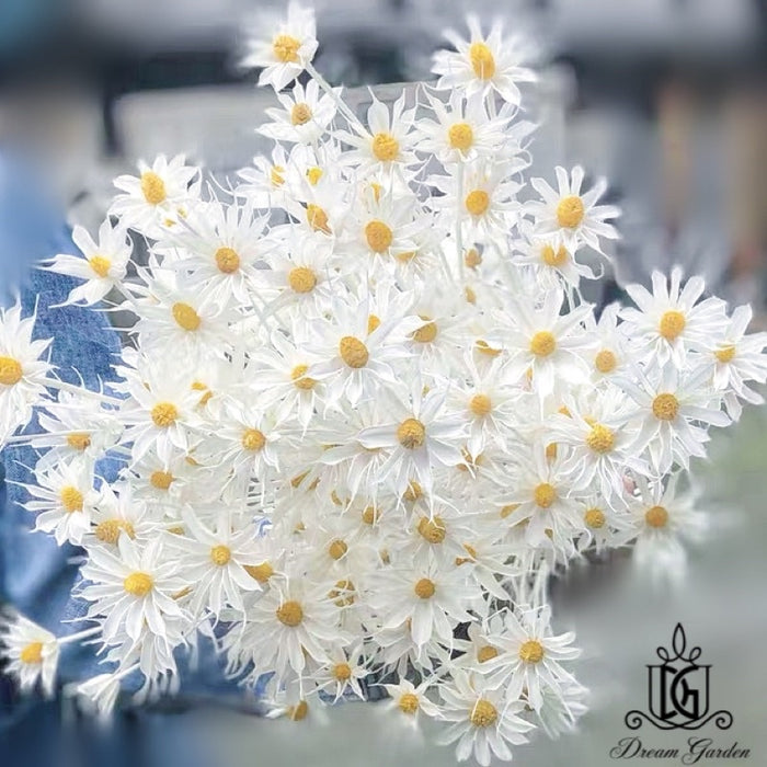 Handmade Dried Flowers Dried Daisy Dried Sunflowers 2 | DreamGarden SG