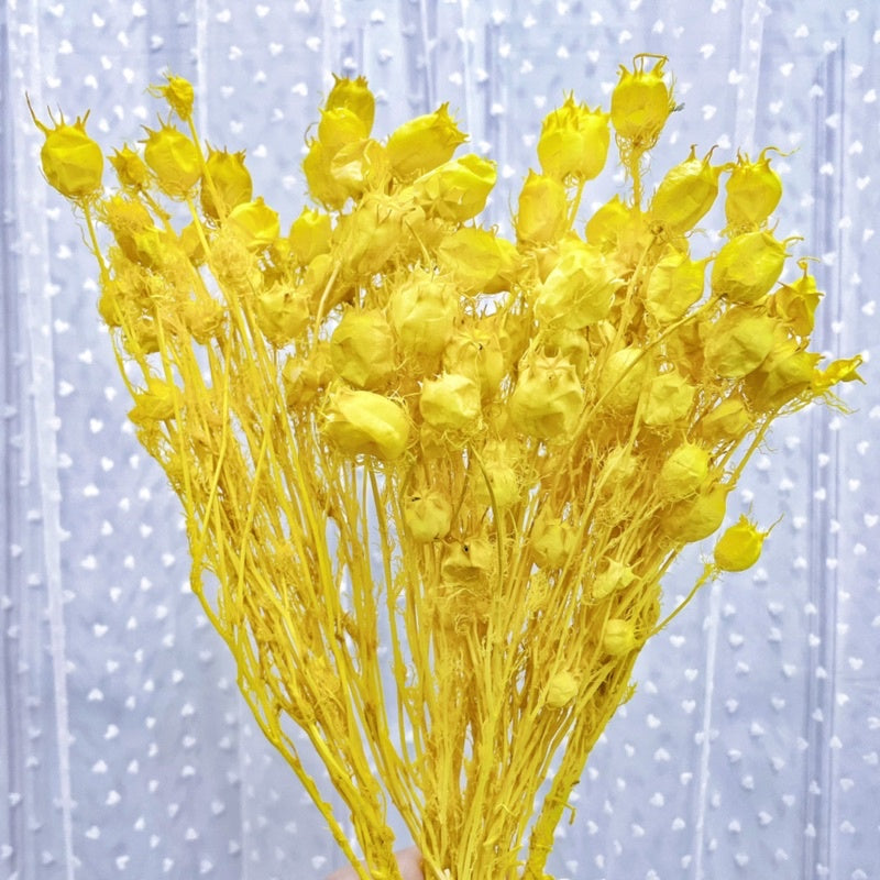 🇸🇬[SG Stock] Preserved Nigella Pods For Home Decor/DIY/Wedding/Glass Cover Dome Dried Eternal Flowers