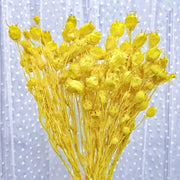 Preserved Nigella Pods For Home Decor/DIY/Wedding/Glass | DreamGarden SG