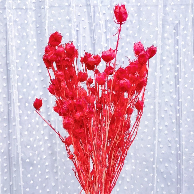 🇸🇬[SG Stock] Preserved Nigella Pods For Home Decor/DIY/Wedding/Glass Cover Dome Dried Eternal Flowers
