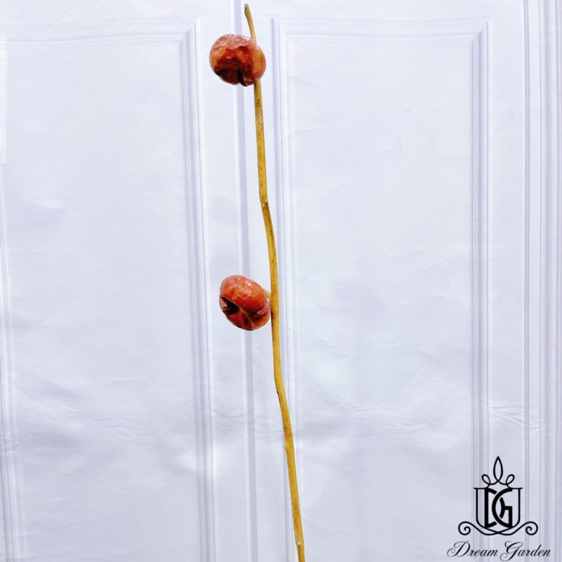 🇸🇬[SG Stock]Mini Dried Pumpkin Real Fruit Christmas Flowers Singapore Local Wholesalers Home Decoration/DIY/Wedding