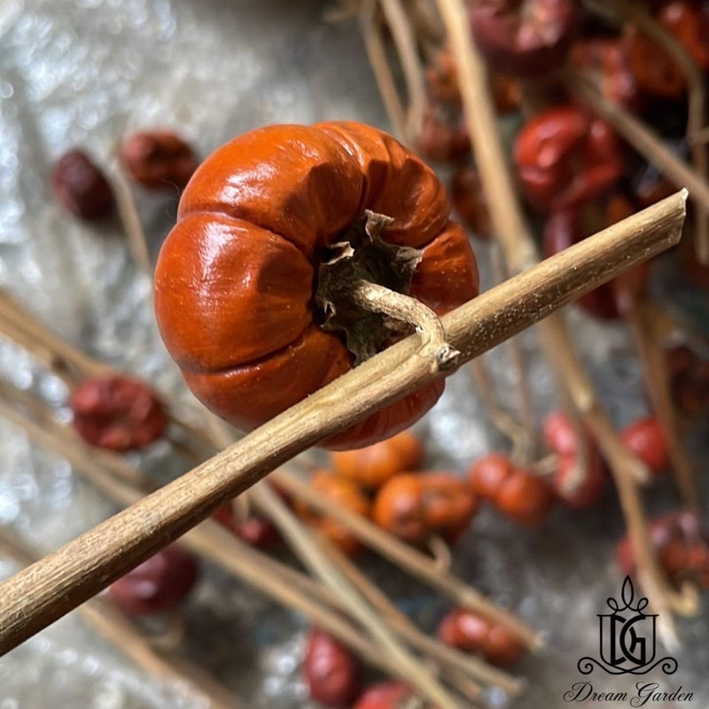 🇸🇬[SG Stock]Mini Dried Pumpkin Real Fruit Christmas Flowers Singapore Local Wholesalers Home Decoration/DIY/Wedding