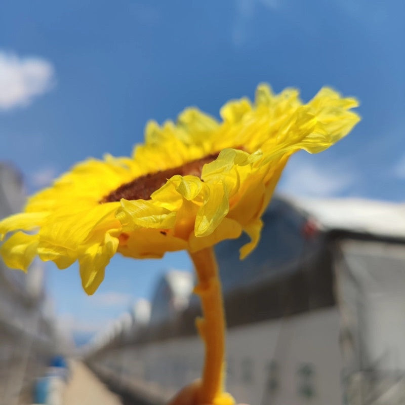 🇸🇬[SG Stock][Dream Garde]Preserved Sunflowers Preserved Flowers Dried Flowers Home Decoration/DIY/Wedding/Dome
