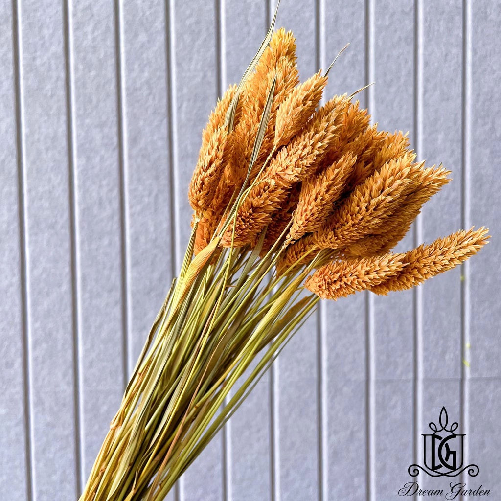 Singapore local preserved flower wholesaler：Dried Phalaris