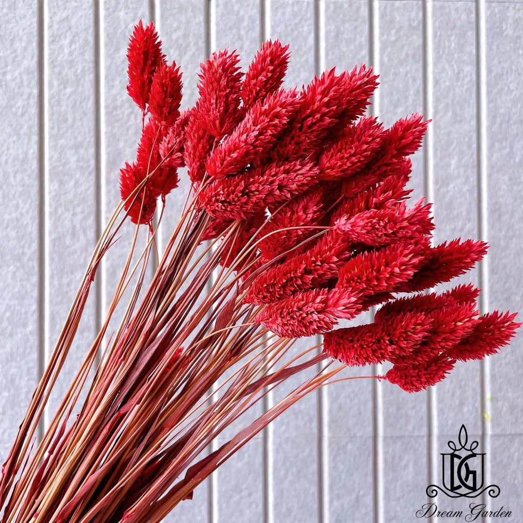 Singapore local preserved flower wholesaler：Dried Phalaris