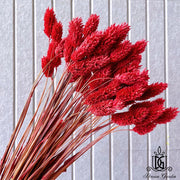 preserved flower ：Dried Phalaris | DreamGarden SG