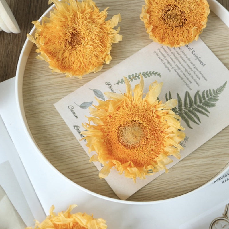 🇸🇬[SG Stock][Dream Garde]Preserved Sunflowers Preserved Flowers Dried Flowers Home Decoration/DIY/Wedding/Dome