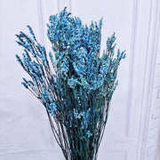 Preserved Limonium Preserved Caspia | DreamGarden SG