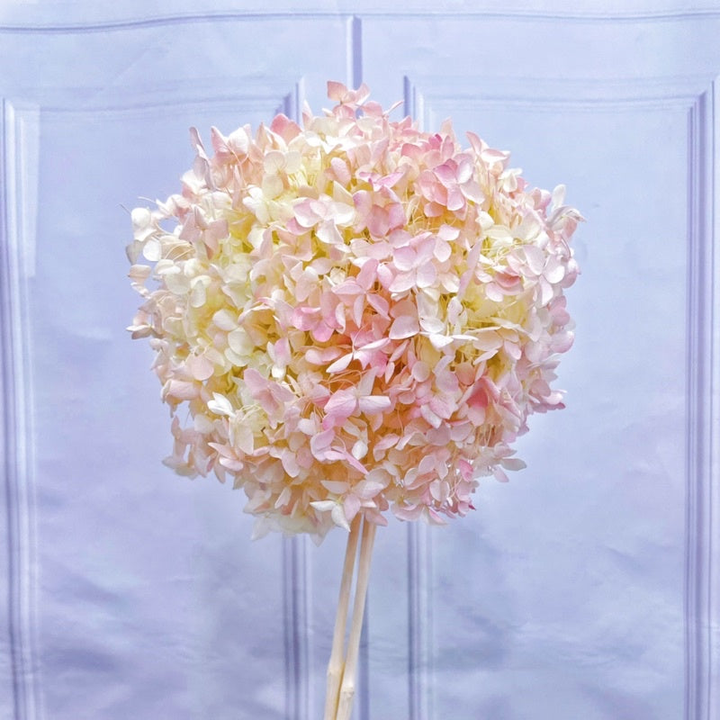 🇸🇬[SG Stock]Preserved Flowers Dried Flowers Preserved Hydrangeas Singapore Local Wholesalers Home Decoration/DIY/Wedding