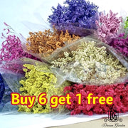 Preserved Limonium Preserved Caspia | DreamGarden SG