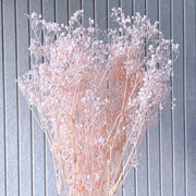 Preserved White Baby Breath | DreamGarden SG