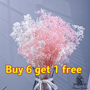 Preserved White Baby Breath | DreamGarden SG