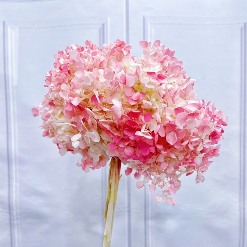 🇸🇬[SG Stock]Preserved Flowers Dried Flowers Preserved Hydrangeas Singapore Local Wholesalers Home Decoration/DIY/Wedding