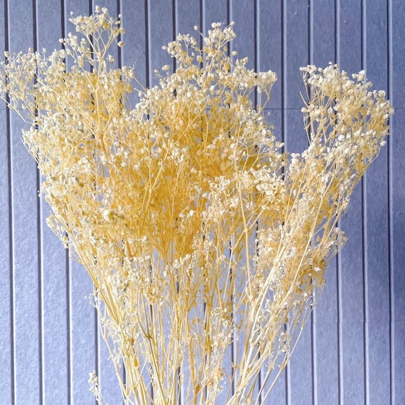 🇸🇬[SG Stock] SG Local Wholesaler Preserved White Baby Breath Preserved Flowers Suitable For Decoration/Wedding/DIY/Dome