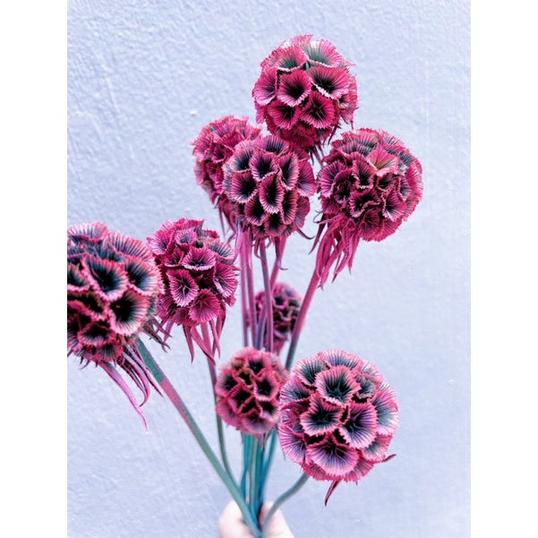 🇸🇬[SG Stock]Preserved Flowers Dried Flowers Dried Scabiosa Pods Flowers Suitable for House Decoration/Florist/Wedding