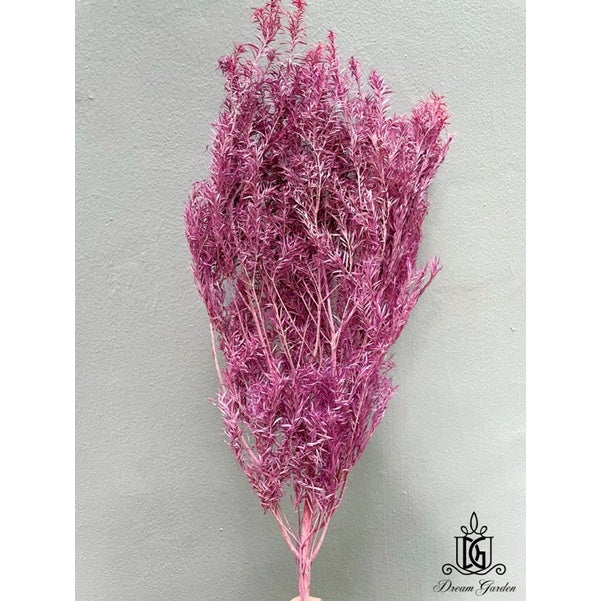 🇸🇬[SG Stock] SG Local Largest Wholesaler Preserved Melaleuca Bundle bracteata Suitable For Decoration/Wedding/DIY/Dome