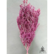 Preserved Melaleuca Bundle bracteata 2 | DreamGarden SG