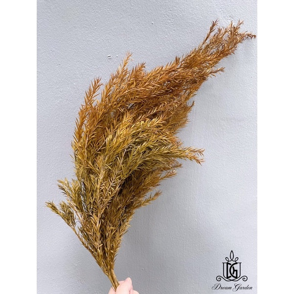 🇸🇬[SG Stock] SG Local Largest Wholesaler Preserved Melaleuca Bundle bracteata Suitable For Decoration/Wedding/DIY/Dome