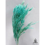 Preserved Melaleuca Bundle bracteata 2 | DreamGarden SG