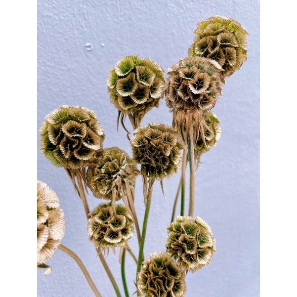 🇸🇬[SG Stock]Preserved Flowers Dried Flowers Dried Scabiosa Pods Flowers Suitable for House Decoration/Florist/Wedding