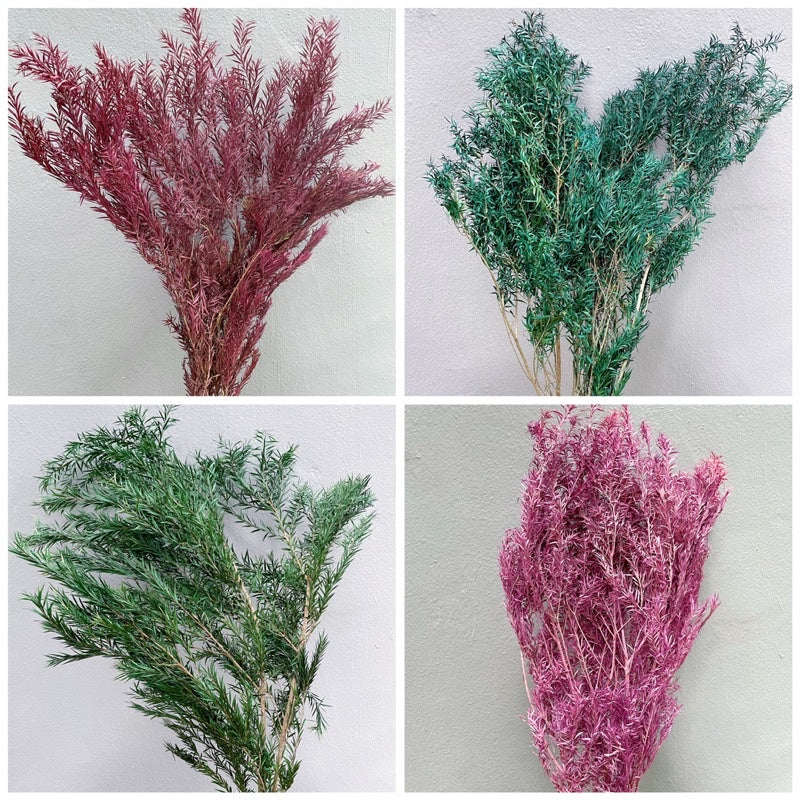 🇸🇬[SG Stock] SG Local Largest Wholesaler Preserved Melaleuca Bundle bracteata Suitable For Decoration/Wedding/DIY/Dome