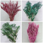 Preserved Melaleuca Bundle bracteata 2 | DreamGarden SG