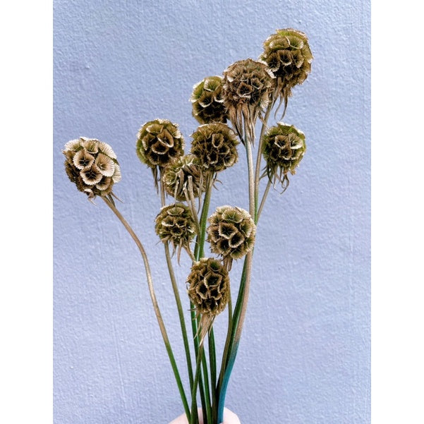 🇸🇬[SG Stock]Preserved Flowers Dried Flowers Dried Scabiosa Pods Flowers Suitable for House Decoration/Florist/Wedding