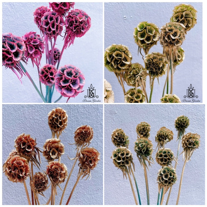Dried Scabiosa Pods Flowers 2 | DreamGarden SG
