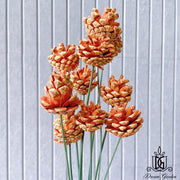 Dried Flowers Dried Pine Cone | DreamGarden SG