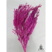 Preserved Melaleuca Bundle bracteata 2 | DreamGarden SG