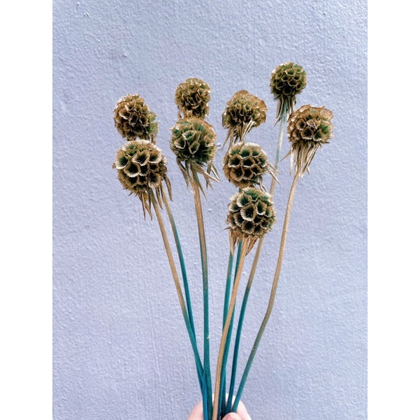 🇸🇬[SG Stock]Preserved Flowers Dried Flowers Dried Scabiosa Pods Flowers Suitable for House Decoration/Florist/Wedding