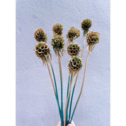 Dried Scabiosa Pods Flowers 2 | DreamGarden SG