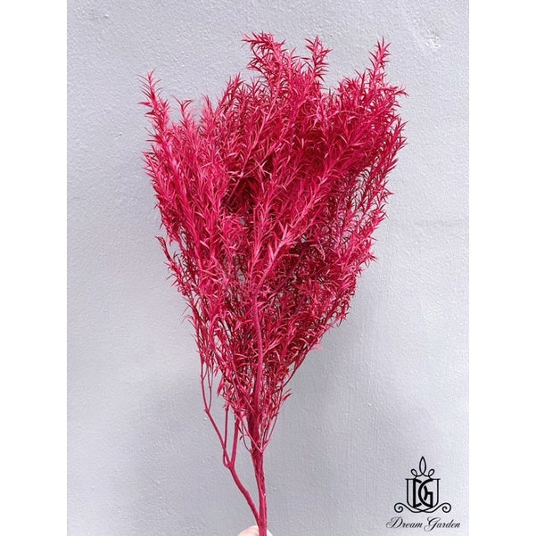 🇸🇬[SG Stock] SG Local Largest Wholesaler Preserved Melaleuca Bundle bracteata Suitable For Decoration/Wedding/DIY/Dome