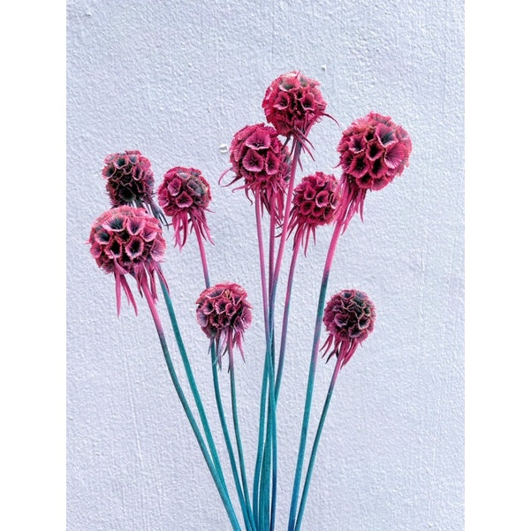 🇸🇬[SG Stock]Preserved Flowers Dried Flowers Dried Scabiosa Pods Flowers Suitable for House Decoration/Florist/Wedding