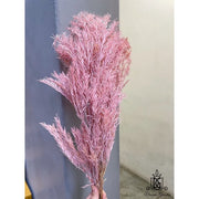 Preserved Melaleuca Bundle bracteata 2 | DreamGarden SG