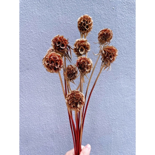 🇸🇬[SG Stock]Preserved Flowers Dried Flowers Dried Scabiosa Pods Flowers Suitable for House Decoration/Florist/Wedding