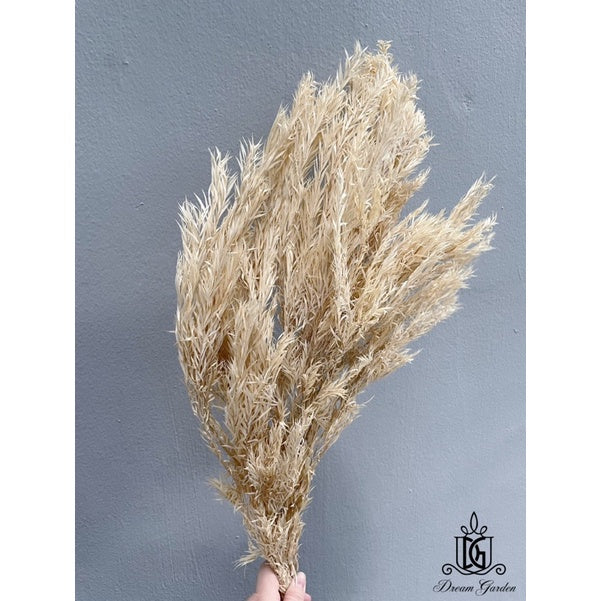 🇸🇬[SG Stock] SG Local Largest Wholesaler Preserved Melaleuca Bundle bracteata Suitable For Decoration/Wedding/DIY/Dome