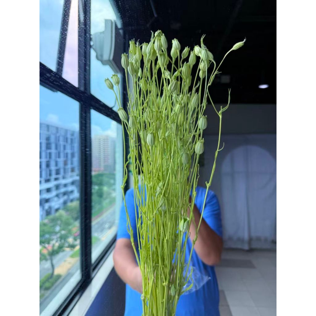 Grade A Preserved Japanese Bellflowers Preserved Flowers | DreamGarden SG