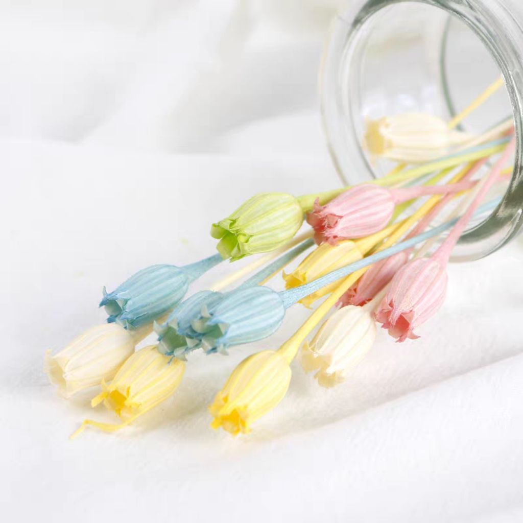 🇸🇬[SG Stock][Dream Garden]Grade A Preserved Japanese Bellflowers Preserved Flowers Home Decoration/DIY/Gifting