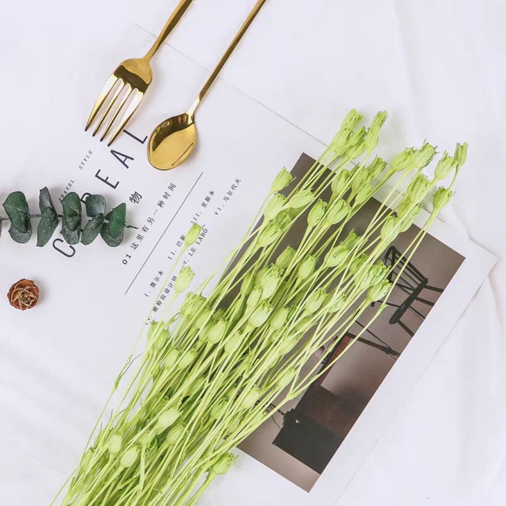 🇸🇬[SG Stock][Dream Garden]Grade A Preserved Japanese Bellflowers Preserved Flowers Home Decoration/DIY/Gifting