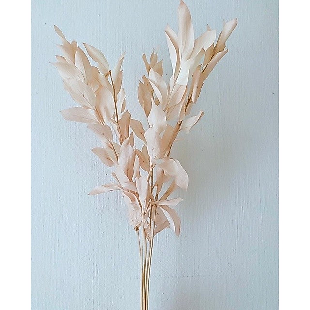 🇸🇬[SG Stock]Preserved Flowers Dried Flowers Preserved Ruscus Israeli Singapore Local Home Decoration/DIY/Wedding