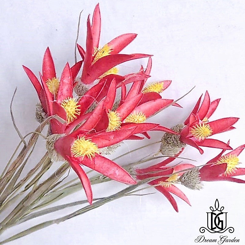 🇸🇬[SG Stock][Dream Garden]Handmade Dried Lily Flower Dried Magnolia Flower Dried Flowers Home Decoration/DIY/Wedding