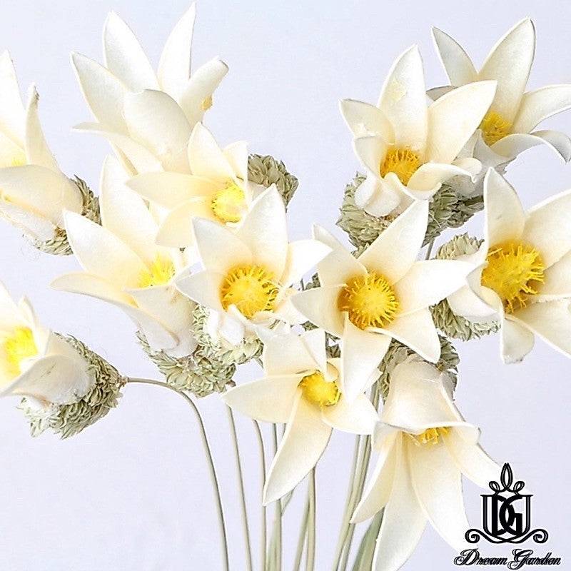 🇸🇬[SG Stock][Dream Garden]Handmade Dried Lily Flower Dried Magnolia Flower Dried Flowers Home Decoration/DIY/Wedding