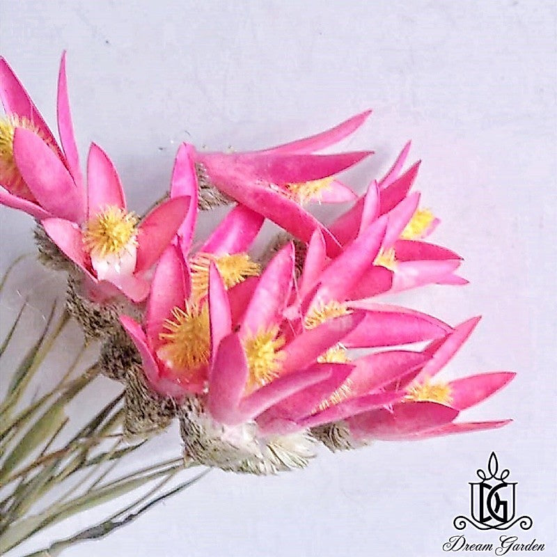 🇸🇬[SG Stock][Dream Garden]Handmade Dried Lily Flower Dried Magnolia Flower Dried Flowers Home Decoration/DIY/Wedding