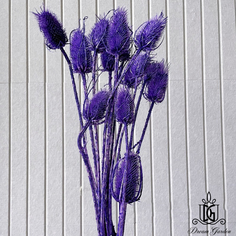 🇸🇬[SG Stock]Preserved Flowers Dried Flowers Dried Thistle Heads Singapore Local Wholesalers Home Decoration/DIY/Wedding