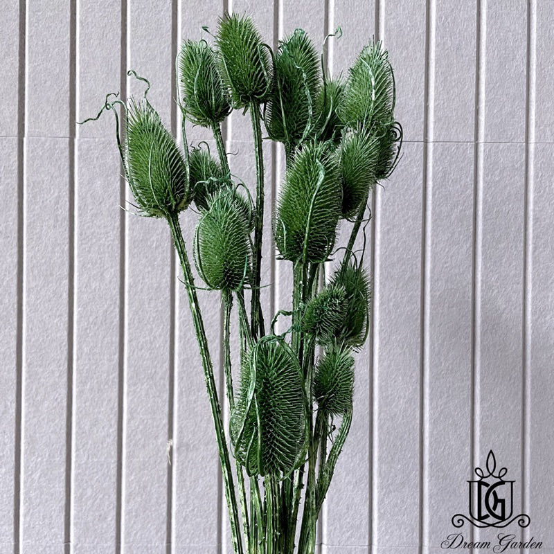 🇸🇬[SG Stock]Preserved Flowers Dried Flowers Dried Thistle Heads Singapore Local Wholesalers Home Decoration/DIY/Wedding